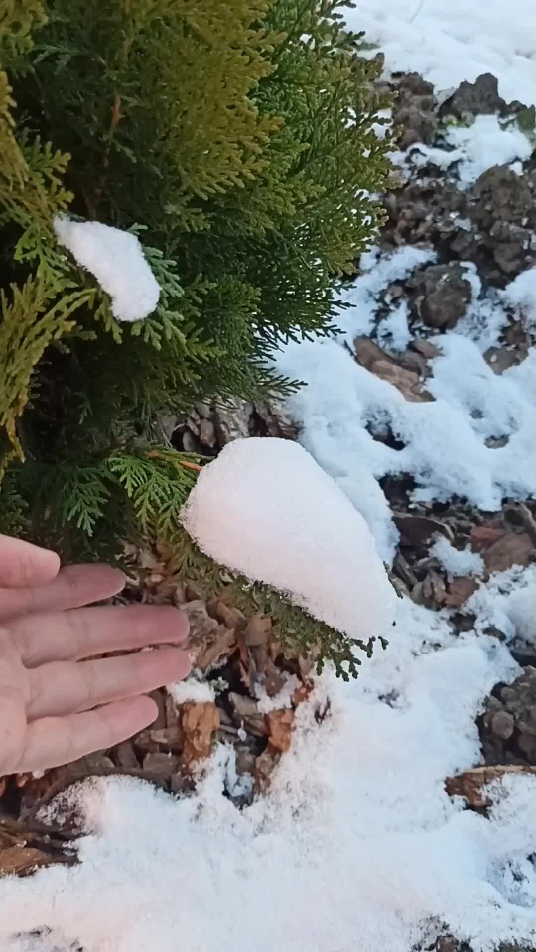 зима любовь. мечтательная девушка. фото любовь пришла. снегопад любовь. девушка в зимнем лесу.