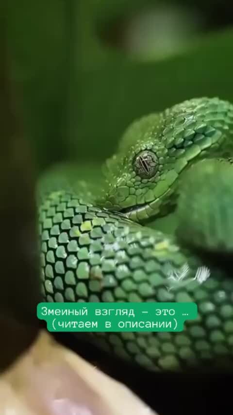 Веки змей сросшиеся прозрачные