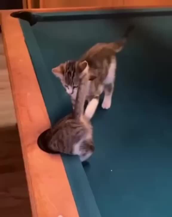 кот играется с шариком. кот играется. прикольные видеоролики с кошками. кот играет с лазерной указкой. играющие котики видео.