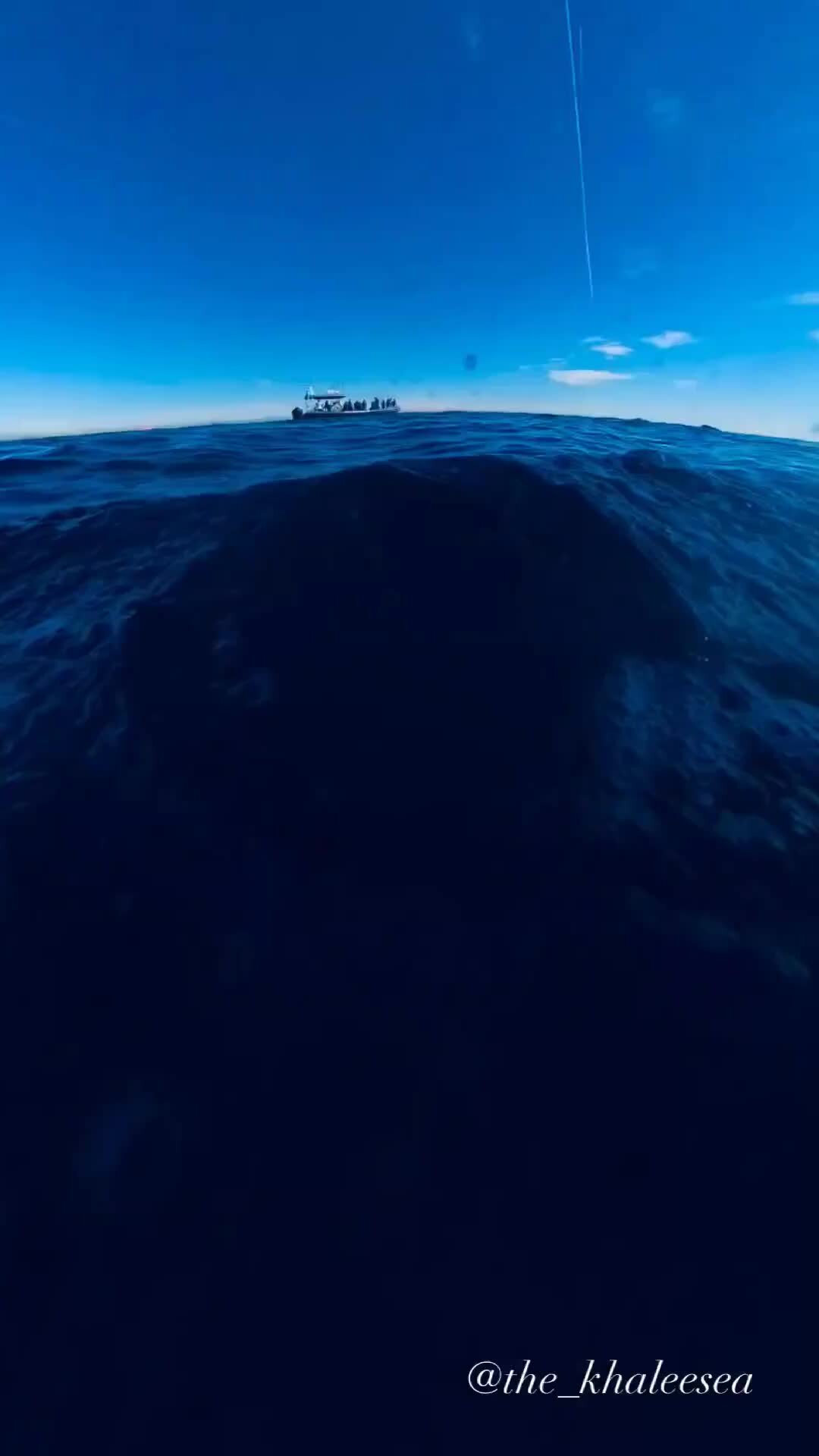 Дельфины охотского моря. Песня а ты знаешь дельфины. Песня а ты знаешь дельфины. Дельфины тонут дима корсо. Дельфины умнее людей.