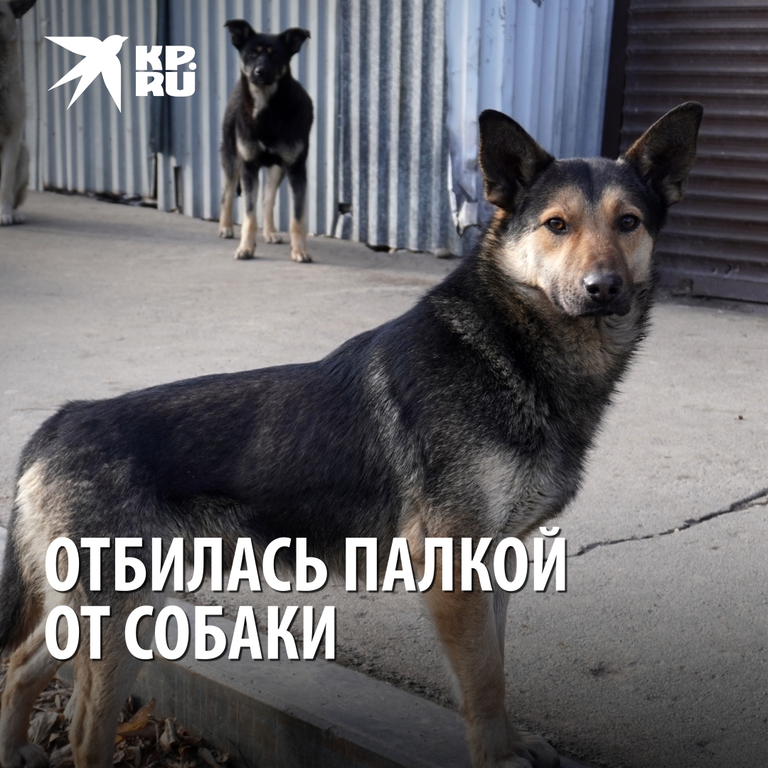 Кто такой кобель