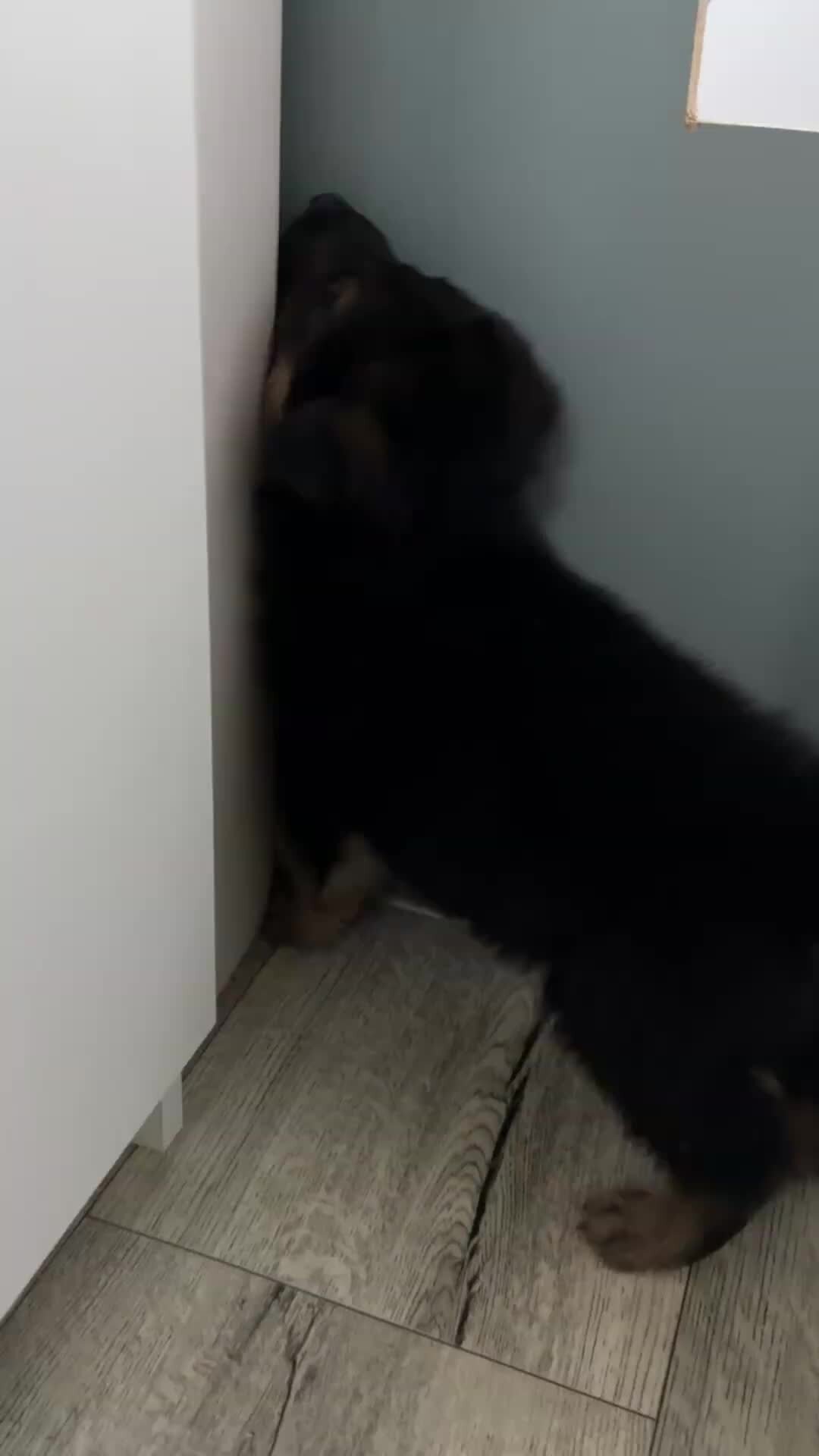 собака музыкант. песня про собаку. щенок с наушниками. собаки под песню. собака поет.