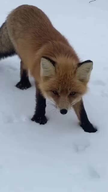 Красивые лисы. Лиса. Хищная лиса. Довольная лиса. Лисица обыкновенная лисья рыжая.