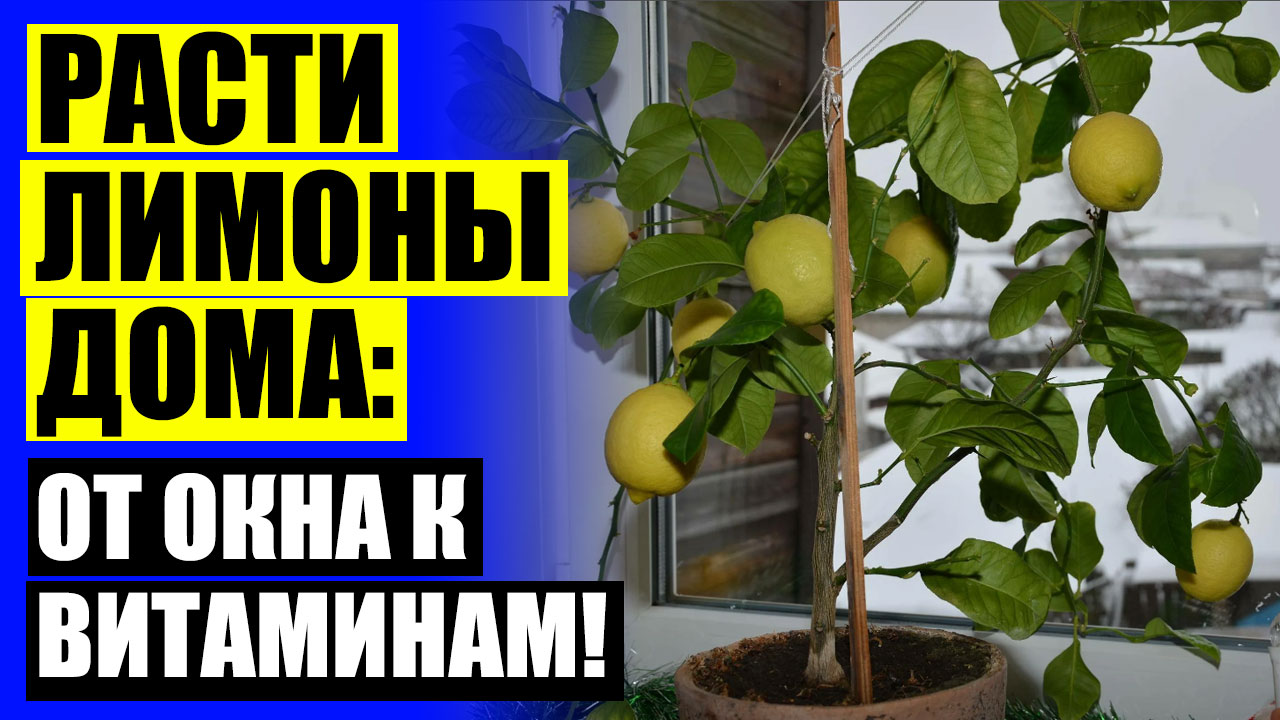 Хочу есть лимоны. Хочу есть лимоны