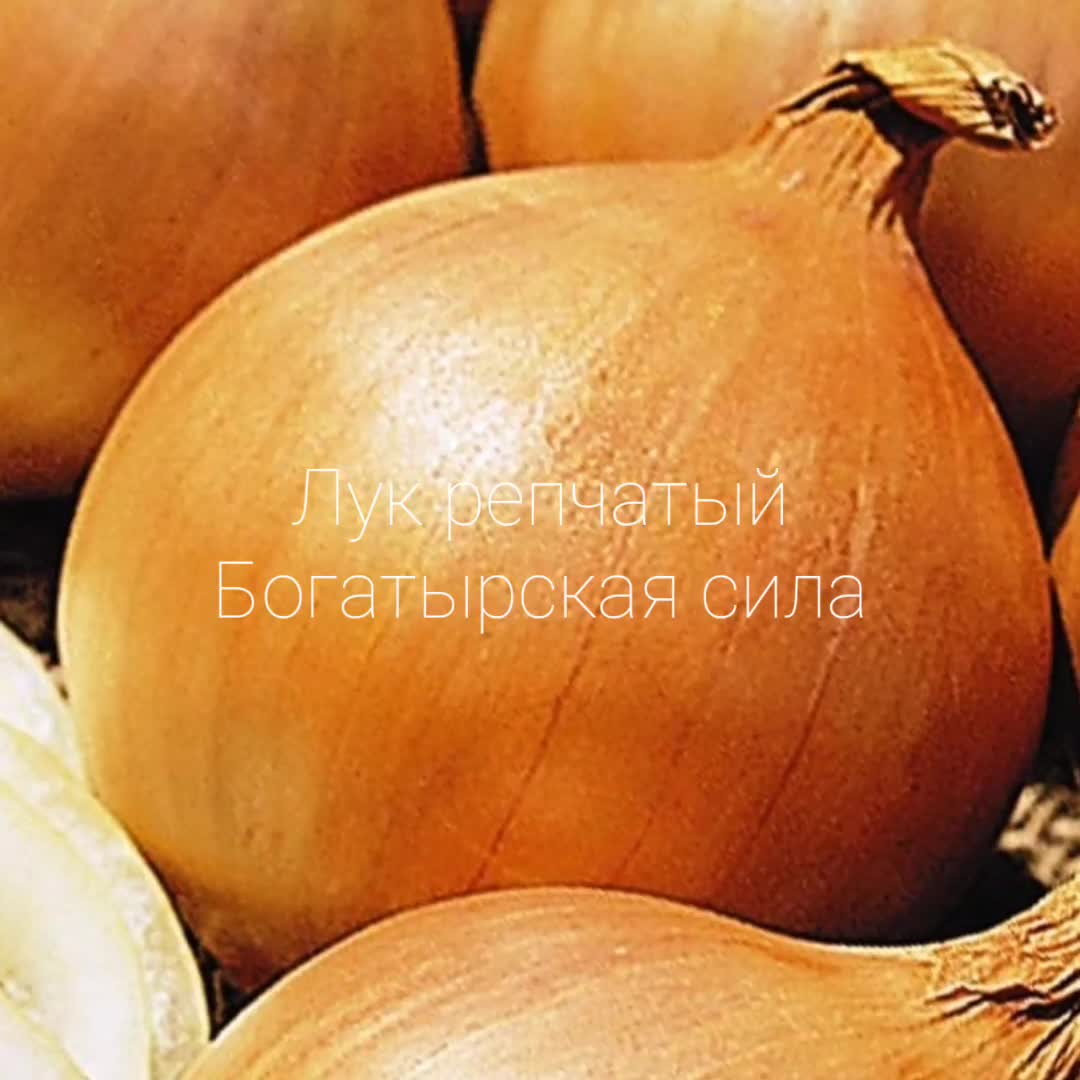 Лук севок испорченный. Как выглядит луковая. Лук репчатый дайтон сорт. Романовский лук севок. Севок арзамасский.