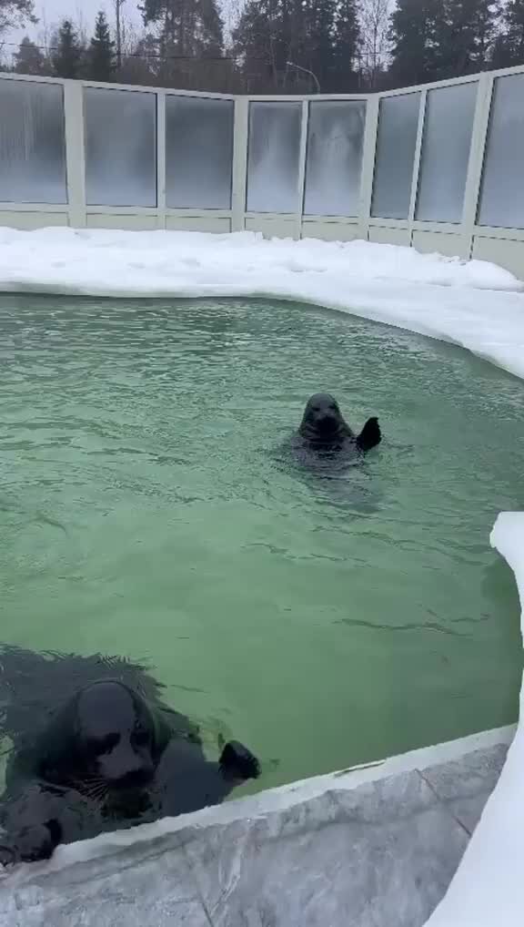 Большой ребенок в маленьком бассейне. Бассейн для ныряльщиков. Купание в бассейне на даче. Лето. Бассейн видео.