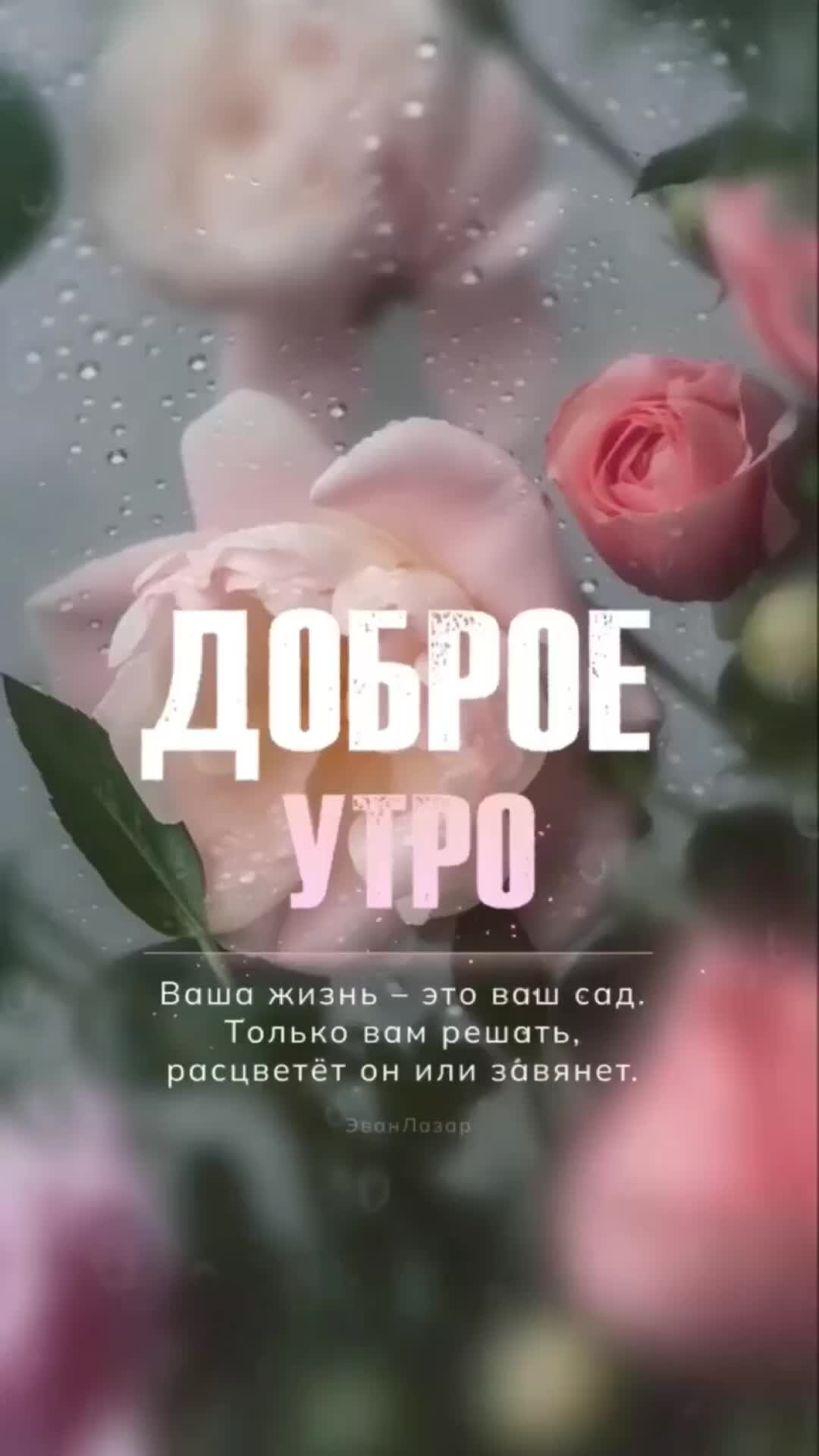 Доброе утро от эван лазар. Доброе утро от эван лазар