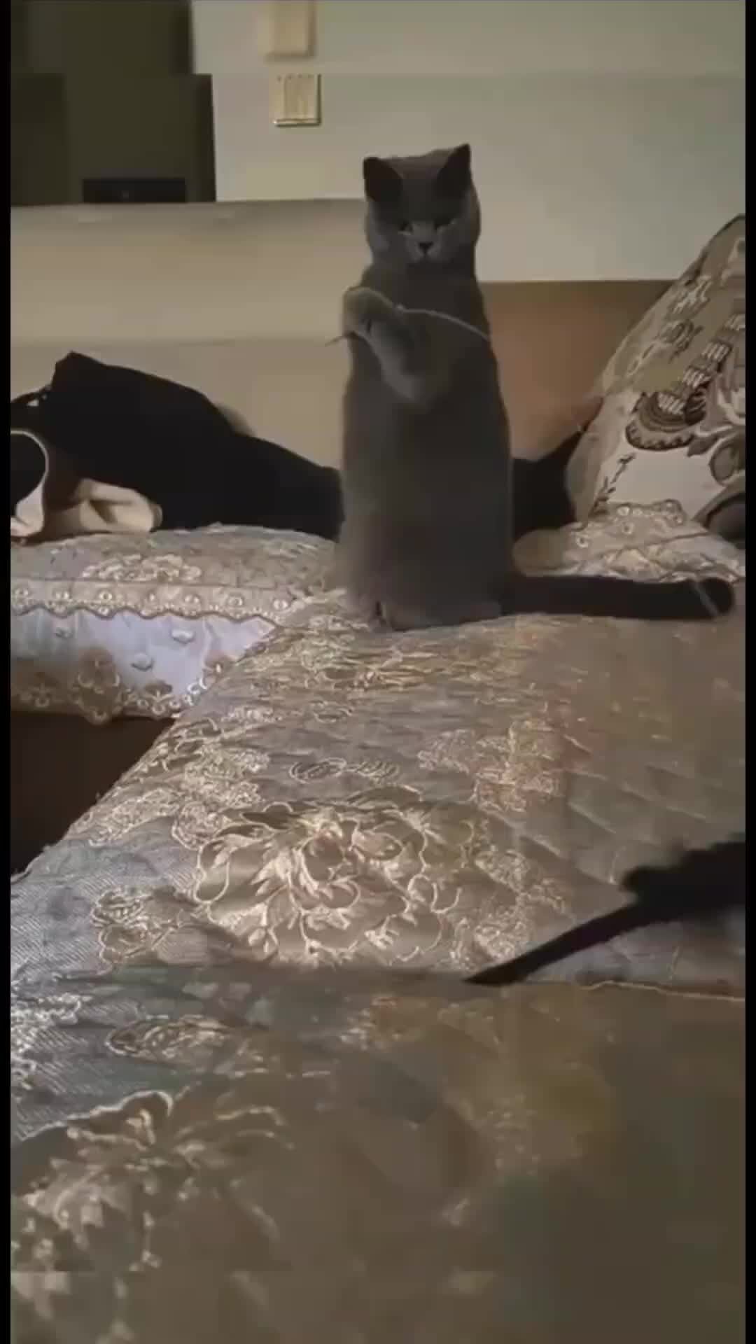 сказка об умном мышонке кошка. настольная игра котики. кошка поиграй немножко. загадка о кошке 1 класс придумать. маршак кошки мышки.