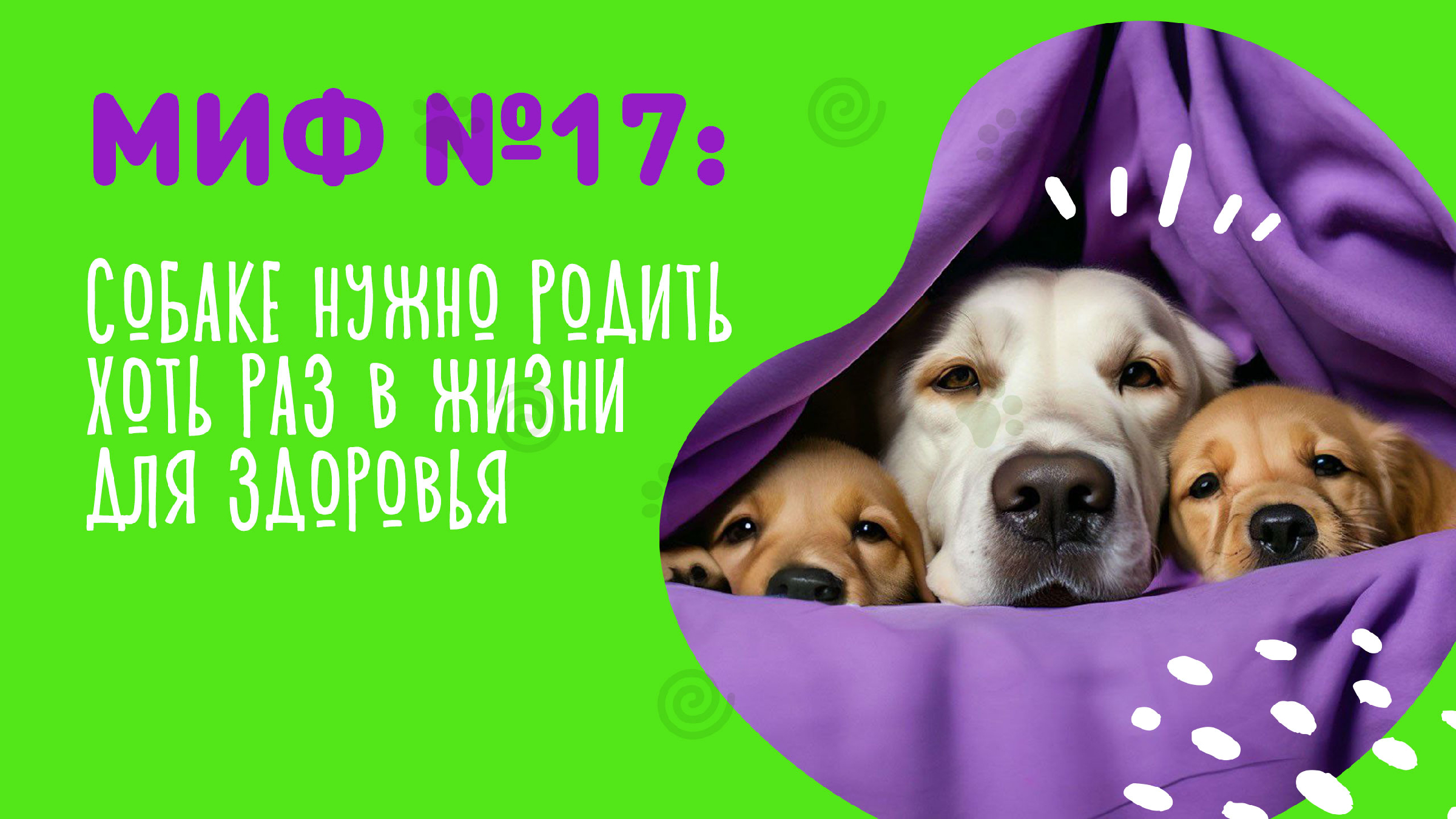 правила выгула домашних животных. сколько грамм корма нужно давать щенку в 4 месяца. сколько раз должен какать щенок. развитие собаки. во сколько надо выгуливать щенка.