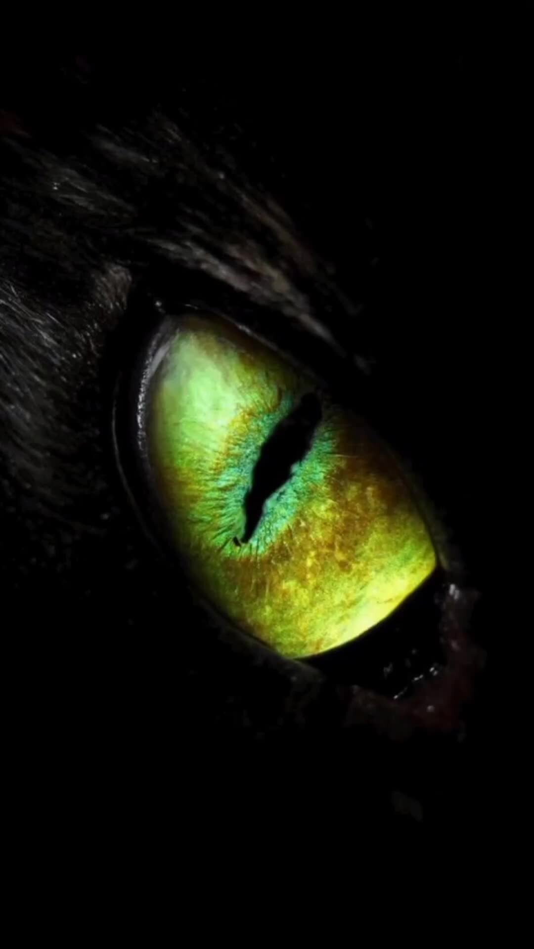 Большие глаза в темноте. Глаза в темноте. Зеленые глаза в темноте. Желтые глаза в темноте. Горящие глаза
