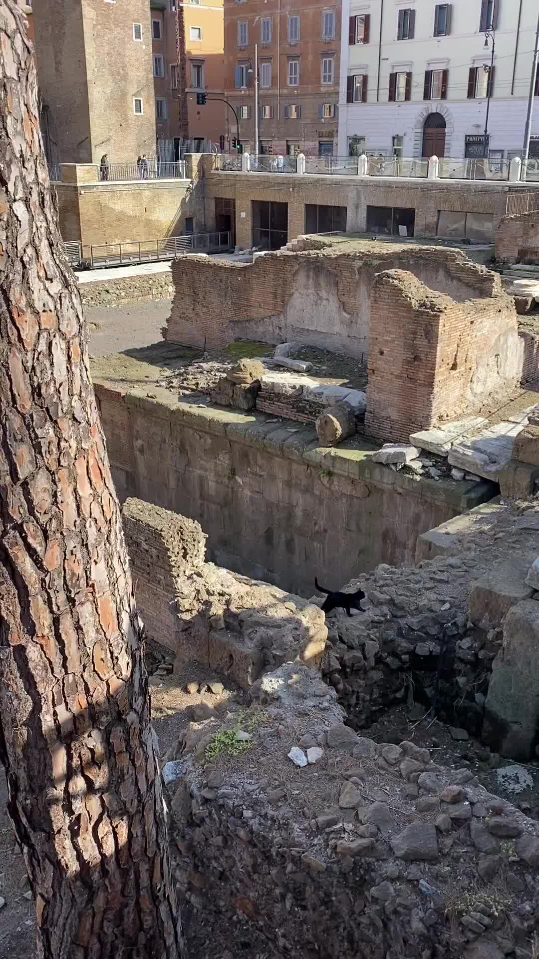 Треви Элит-недвижимость Италии | Площадь Торре-Арджентина в Риме (Largo di  Torre Argentina) | Дзен