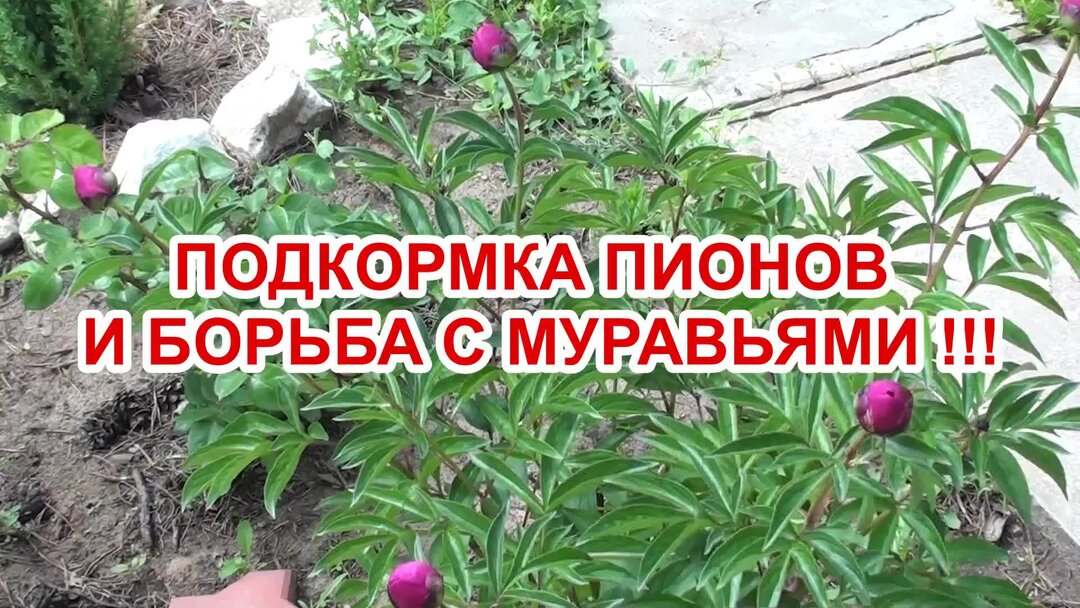 Чем обработать пионы от гусениц