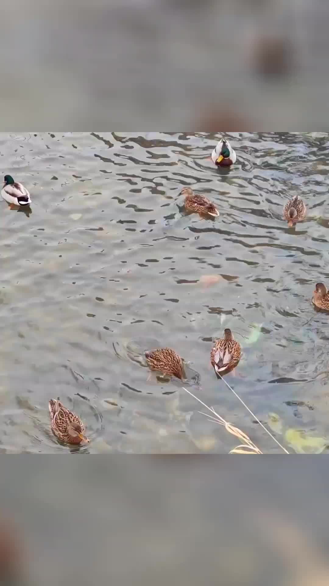 попалась птичка полностью