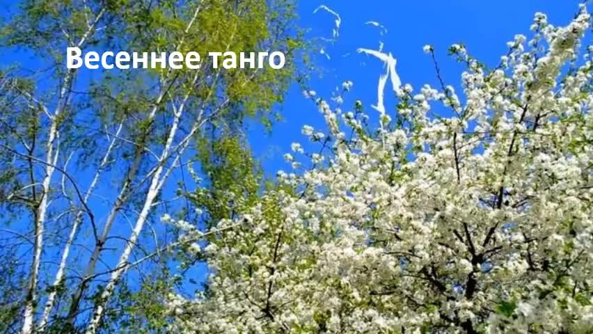 Танго весны. Яблоня Сибирская цветение. Яблоня Сибирская Омск. Яблоня Сибирская лист.