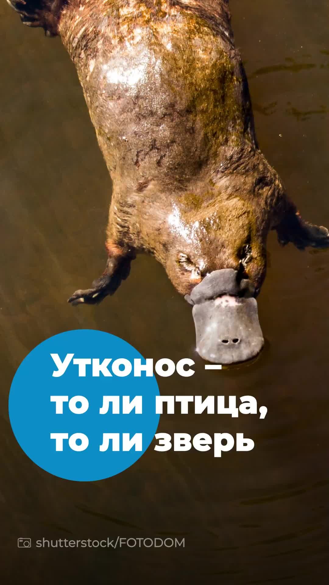 Какой хвост у бобра