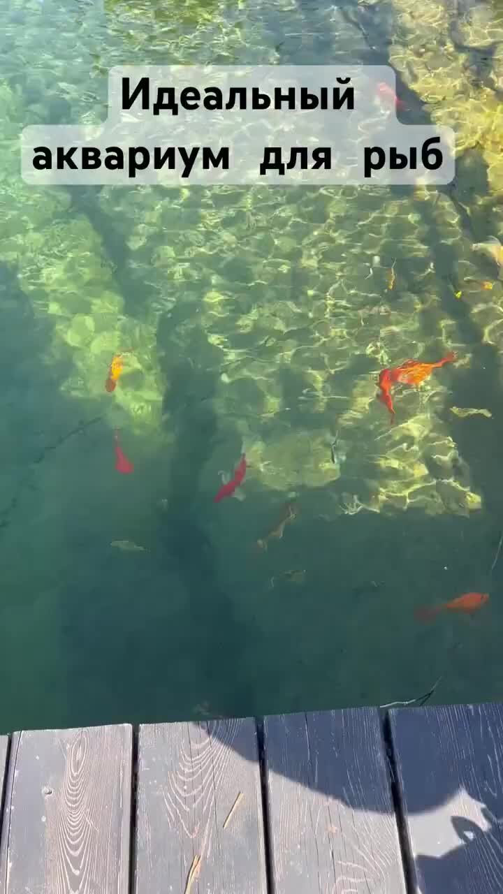 Способы очистки воды в садовом пруду