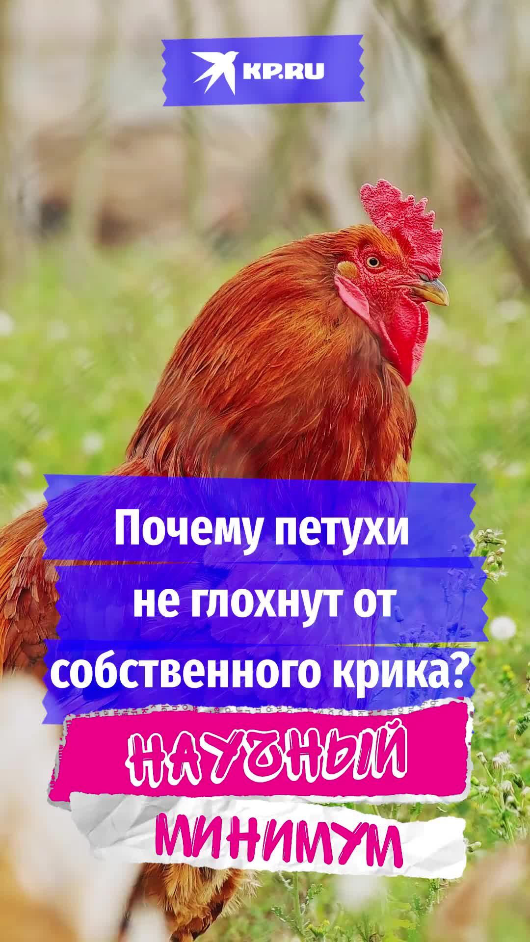 Раздавались петушиные крики