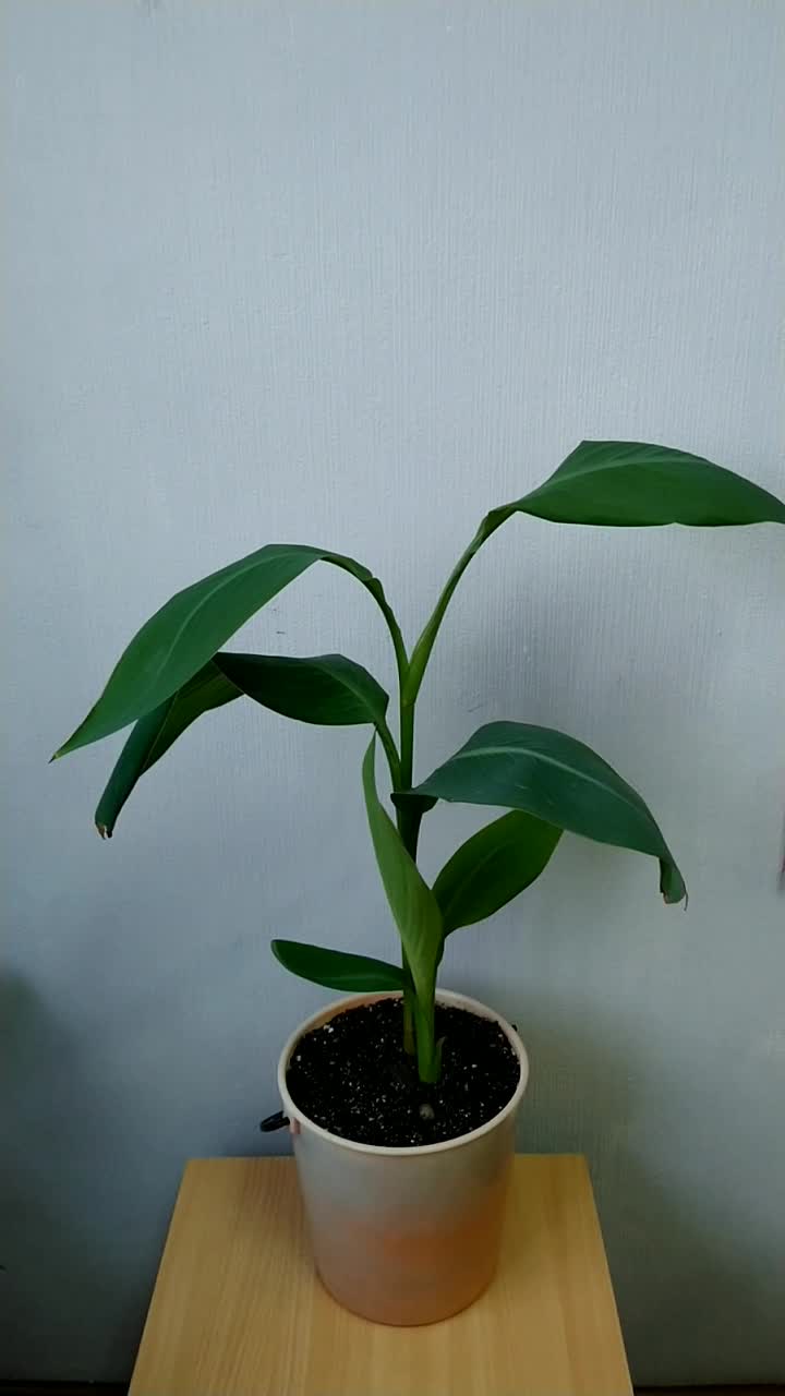 Какое растение растет быстрее всех. Самые самые растения рекордсмены в мире. Пророщенные семена фасоли в земле. Какое растение растет быстрее всех. Растения леса.