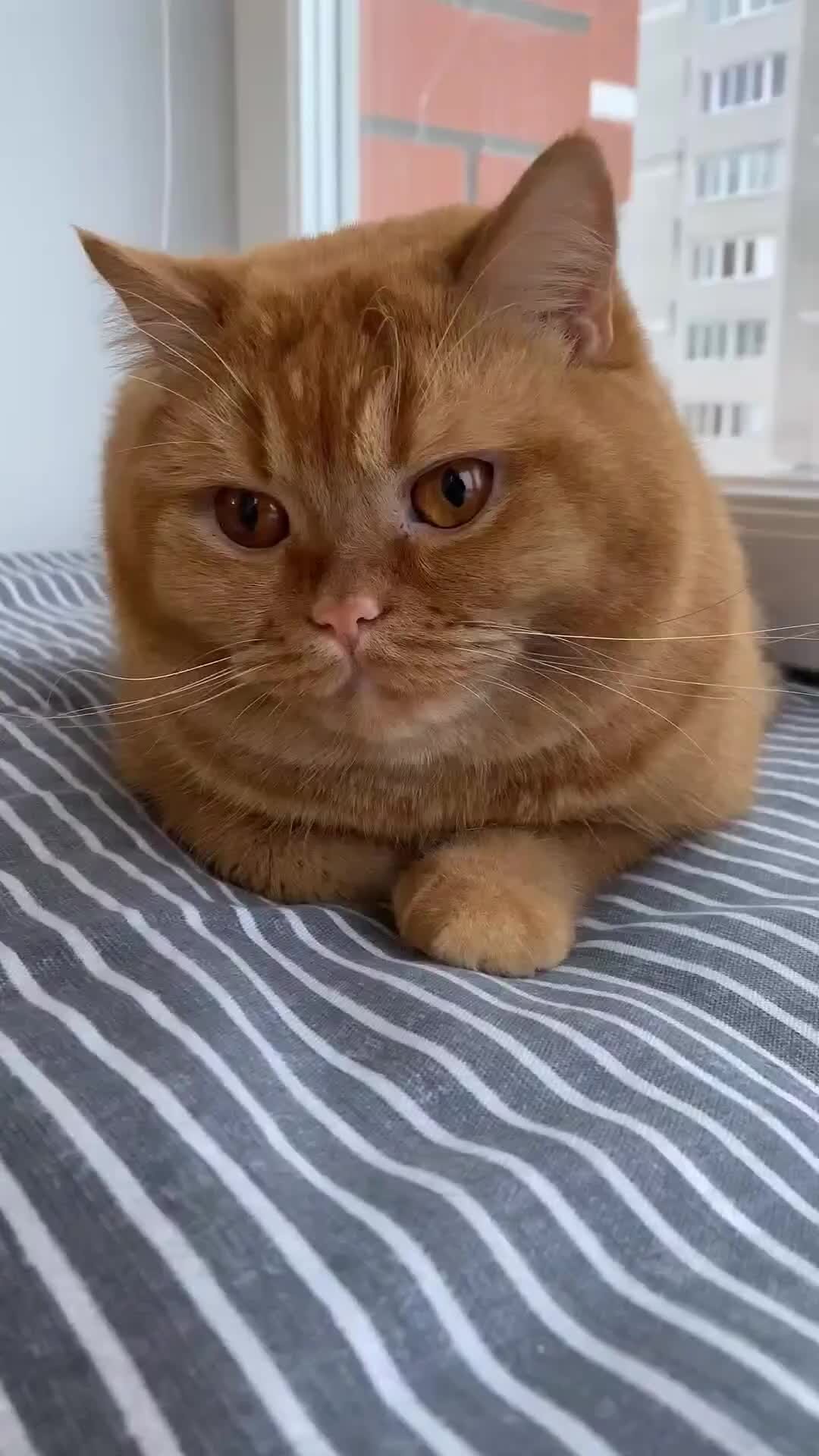 Хорошие девчата ноты. Михаил пуговкин в фильме девчата. Посмотрите ребята посмотрите посмотрите девчата память лица. Песня посмотрите ребята посмотрите девчата. Плачидо афганский излом.