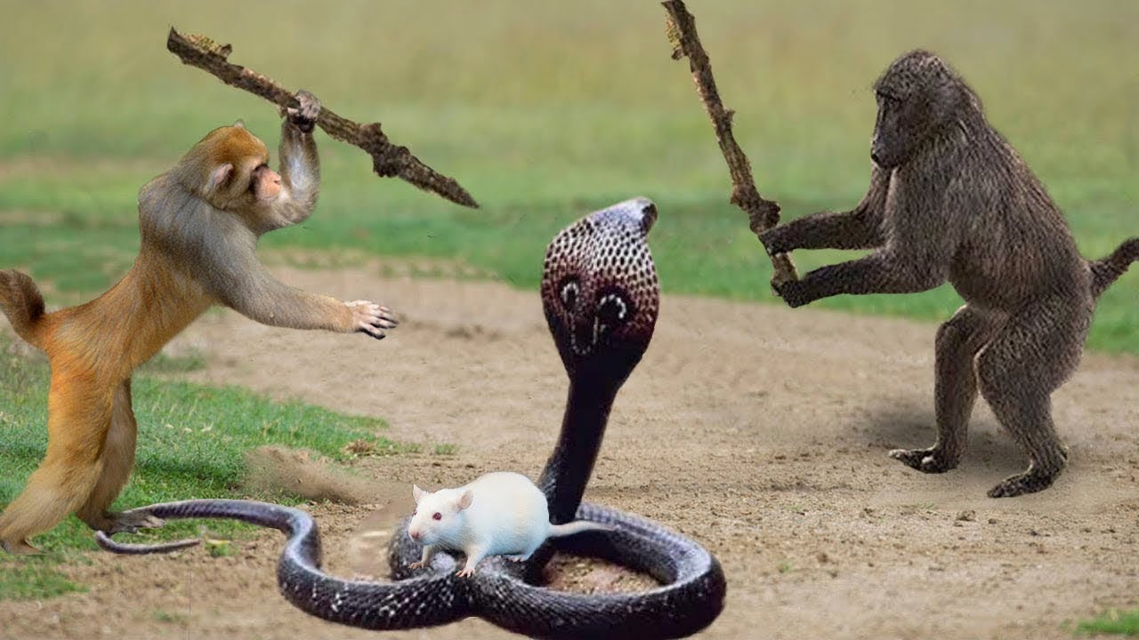 Роиды цверги. Сумасшедший мир. Рафаэль санти сотворение животных. Згуриди александр михайлович в мире животных. Библейская теория креационизм.