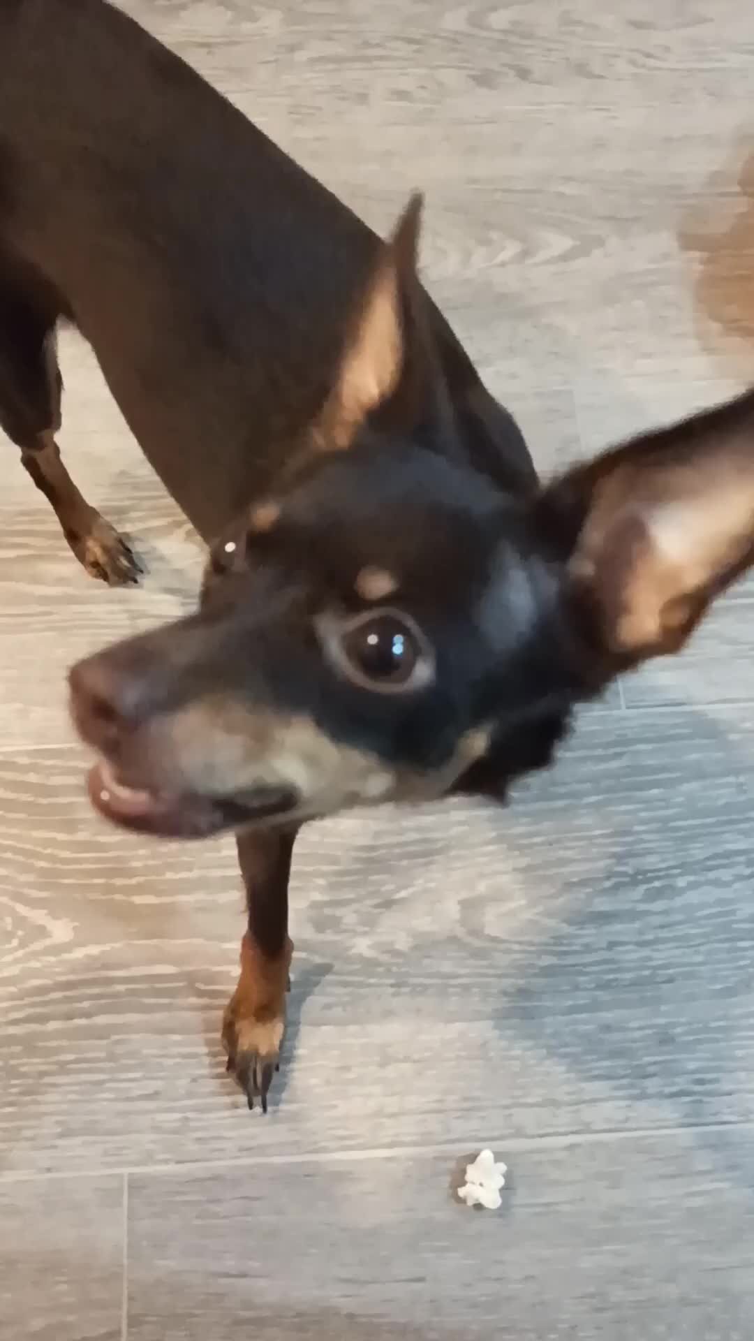 Робот пылесос и собака. Пушистый робот. Робокот робокот. Робот собака с шерстью. Фигурки робота из шерсти.