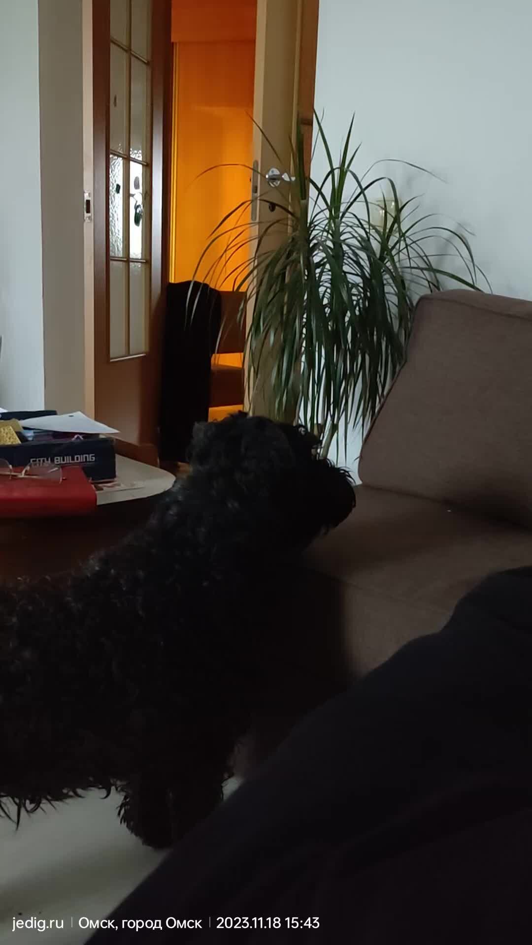 Сукко́Градъ | Керри Блю терьер Гага не любит одиночество | Дзен