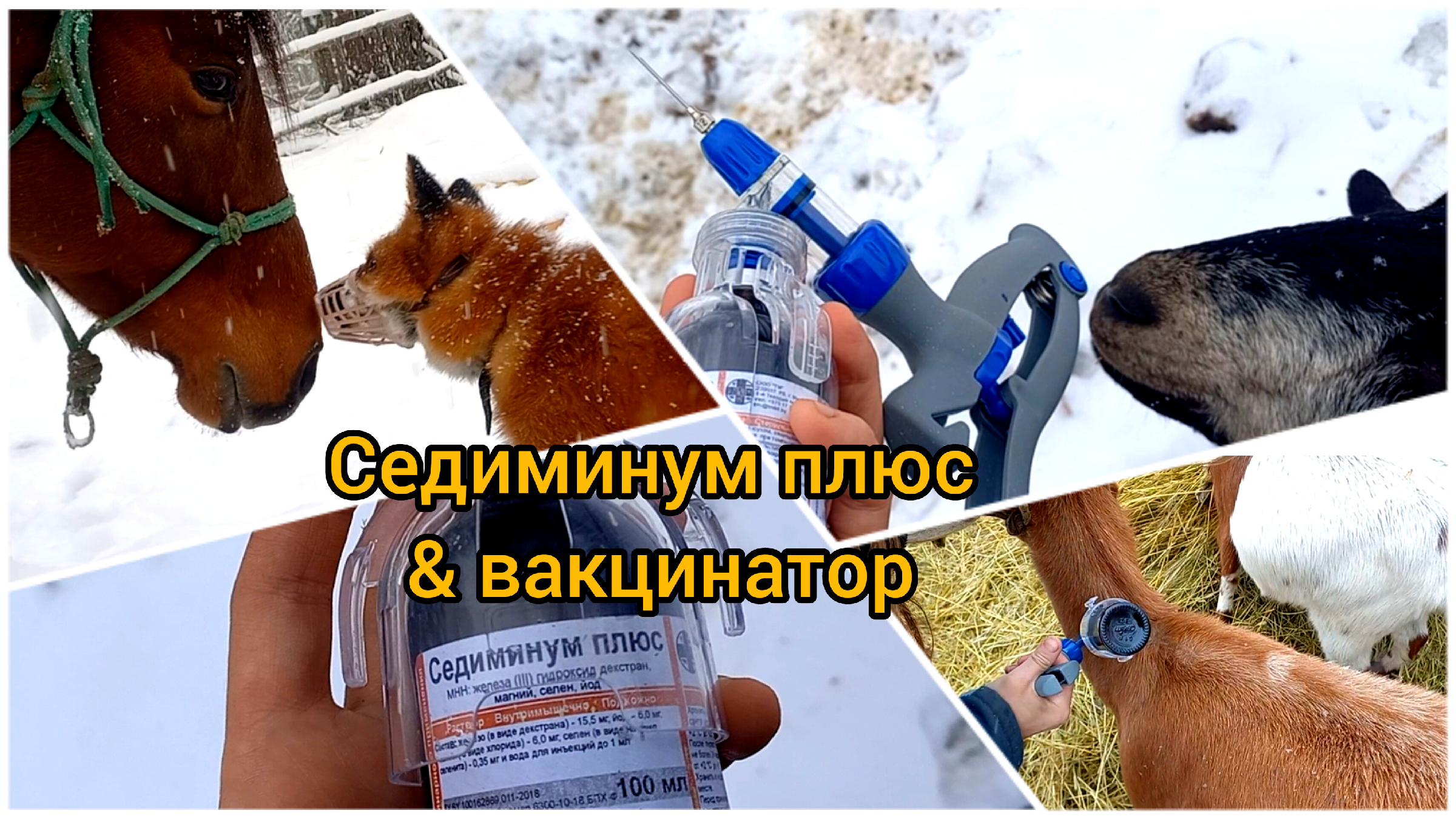 Седиминум для животных инструкция. Седиминум плюс. Седиминум для кур. Седимин для коз дозировка