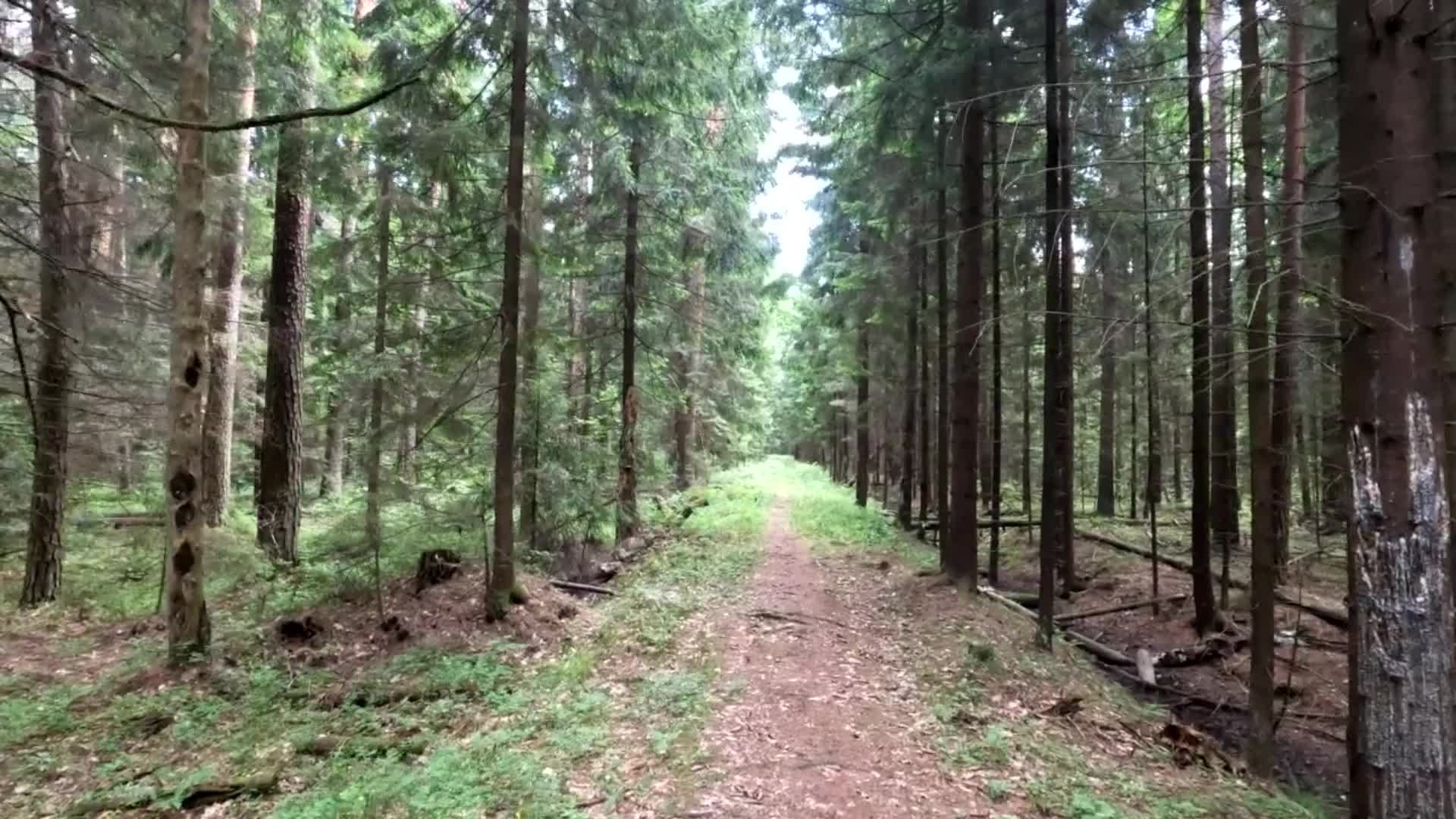 Глухие леса