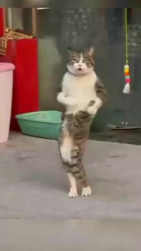 Танцующая кошка оригинал. Смешной кот. Коты танцуют. Танцующая кошка оригинал. Коты танцоры.