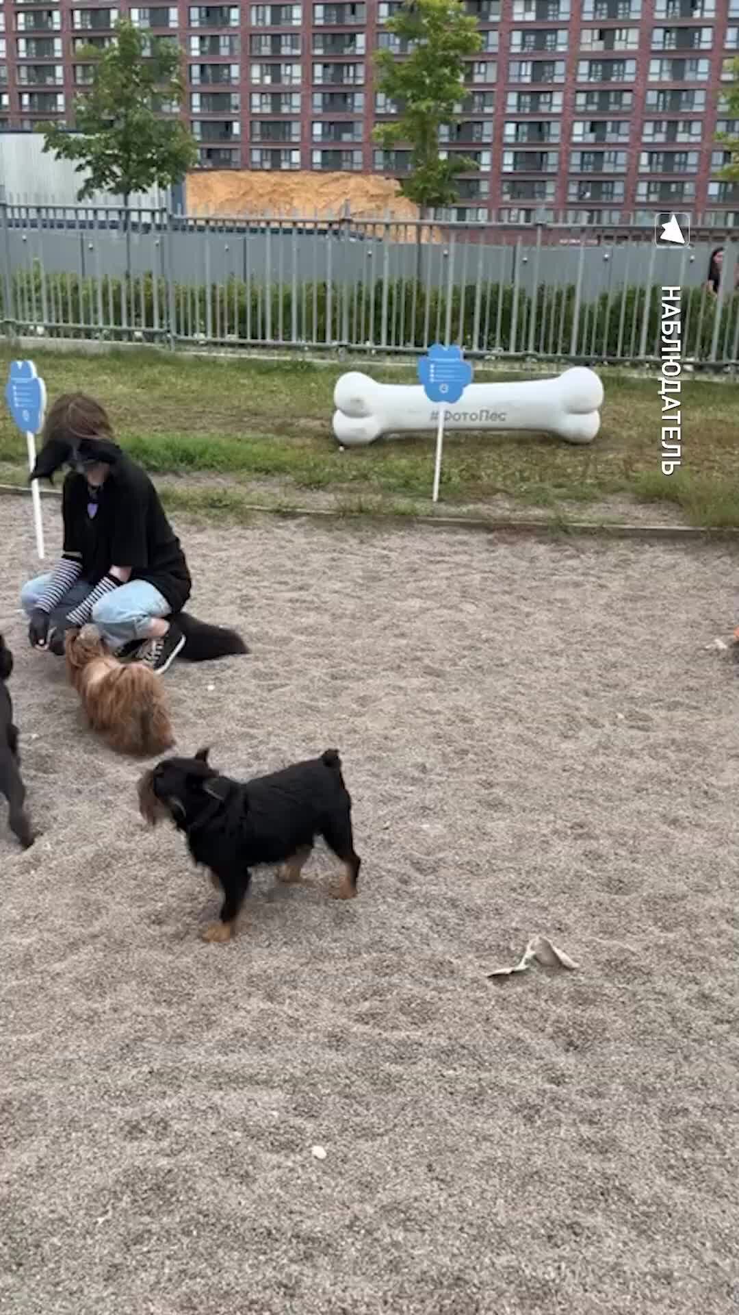 В забайкалье девочку загрызли собаки. Собаки растерзали ребенка. Загрызли собаку москва. Бродячие собаки. Загрызли собаку москва.