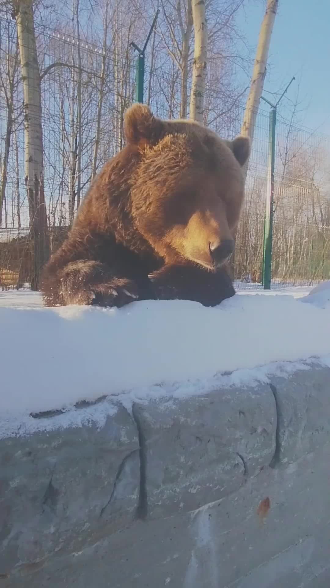 Встреча с медведем