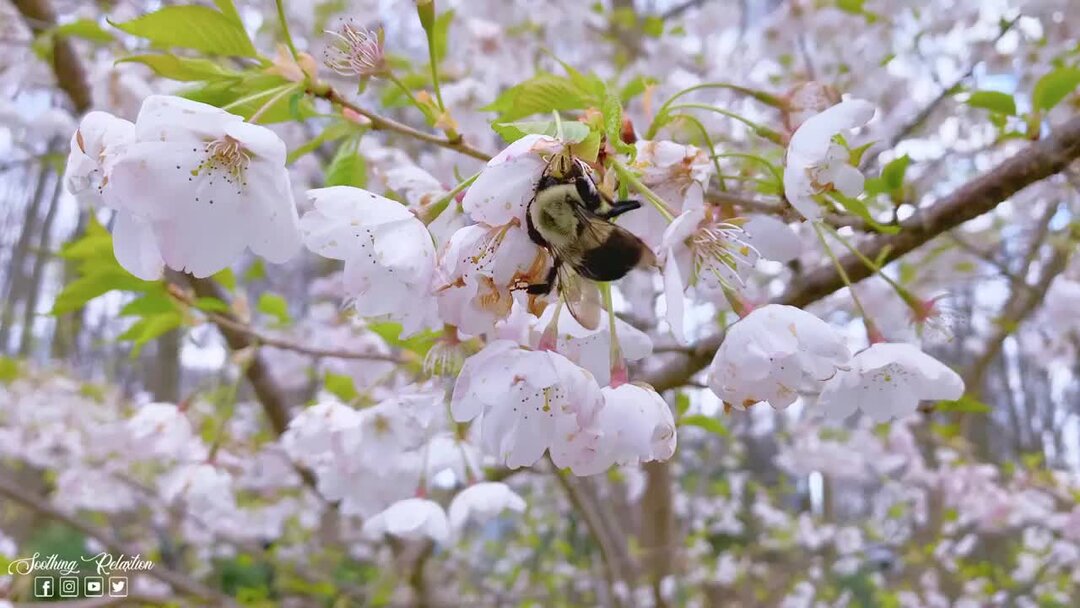 музыка без слов часы