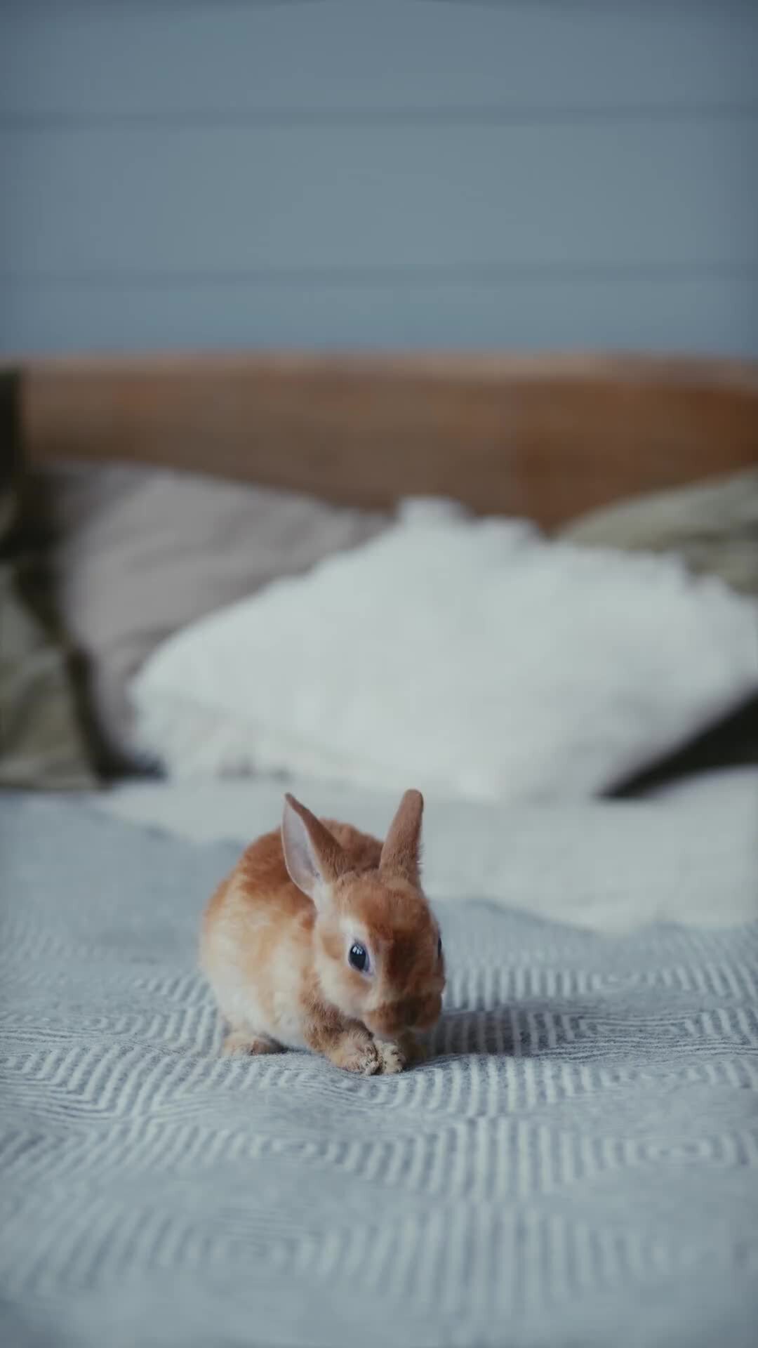 Происхождение и история