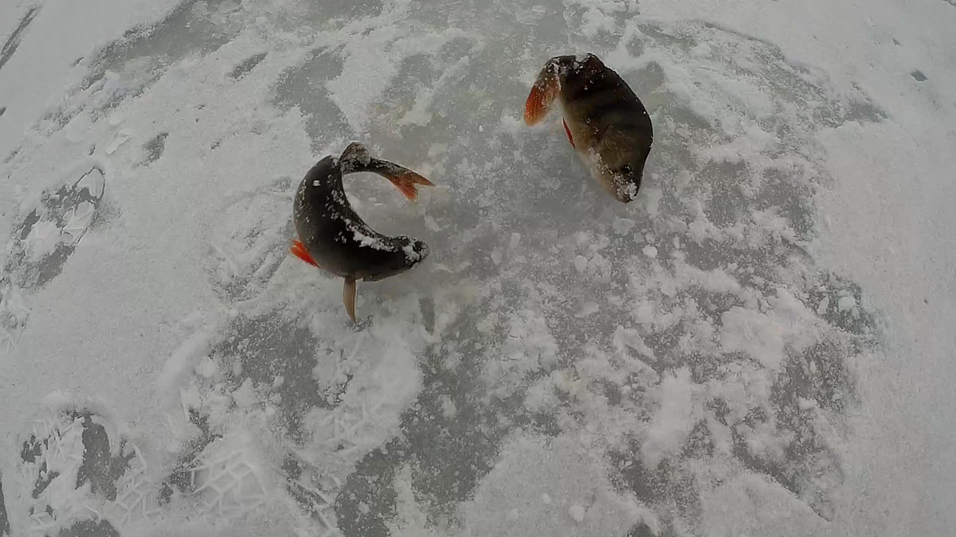 Рыбаки внизу ловят окуня. Рыбаки внизу ловят окуня. Рыбак с рыбой. Пацаны внизу ловят окуня зипуля. Ловля окуня зимой на силиконовые приманки со льда.