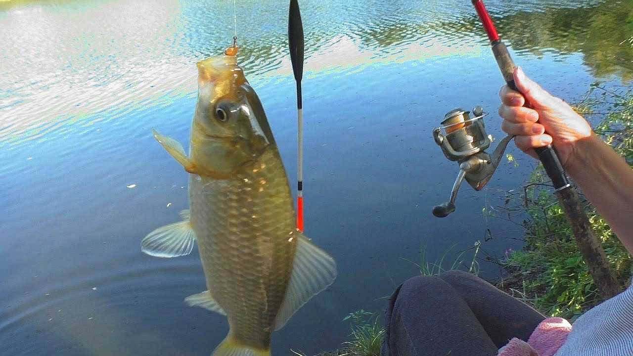 карась в стоячей воде. рыбалка на карася. рыбалка на карася на поплавочную удочку. рыбалка на карася на поплавочную удочку. покажи маленьких карасиков.