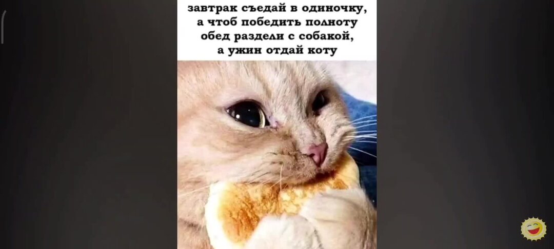 Кот мем. Кот интернет мем. Мем про котов. Котики смешные мемы. Мем с котами без надписей.