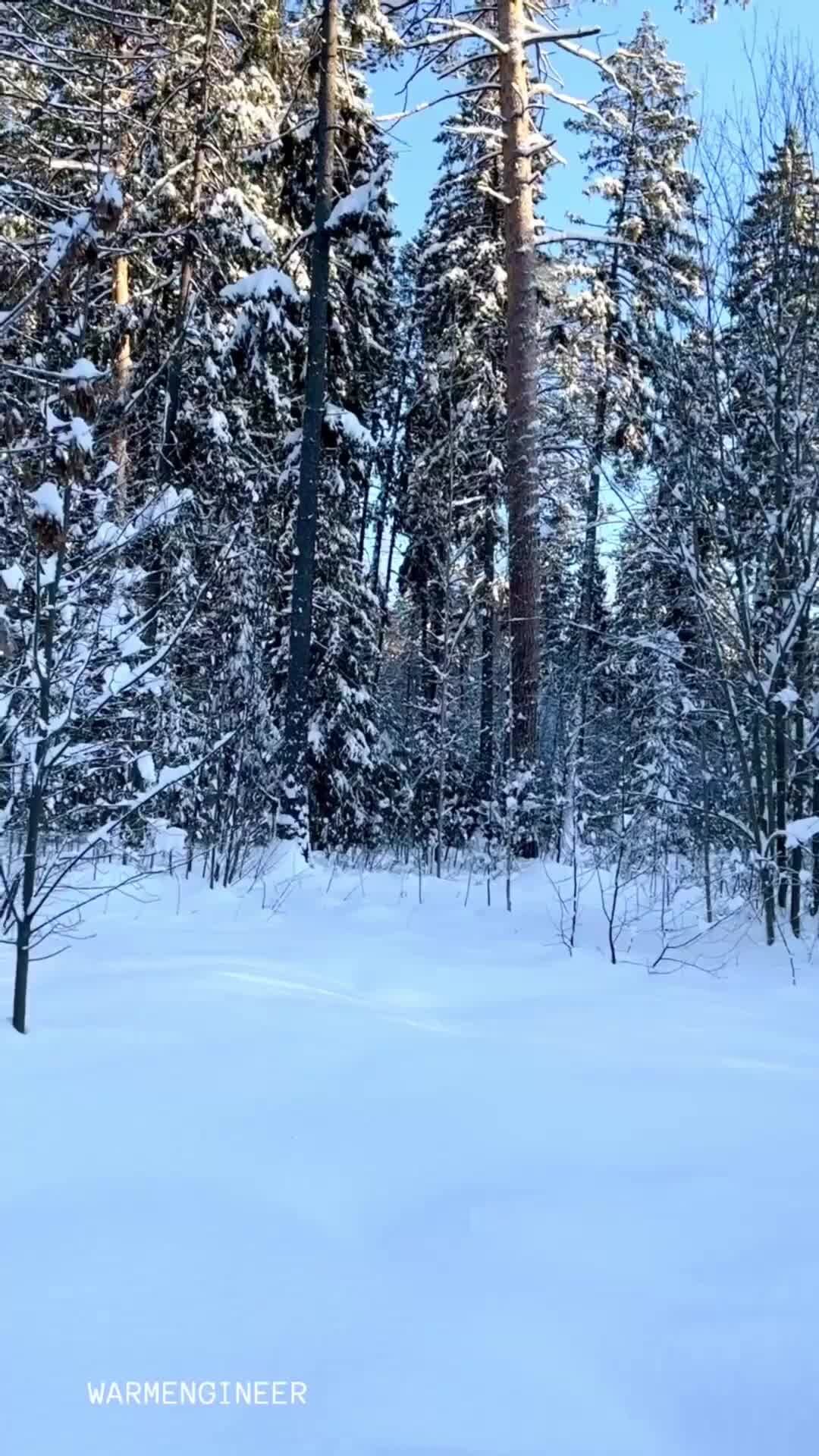 Красота леса зимой