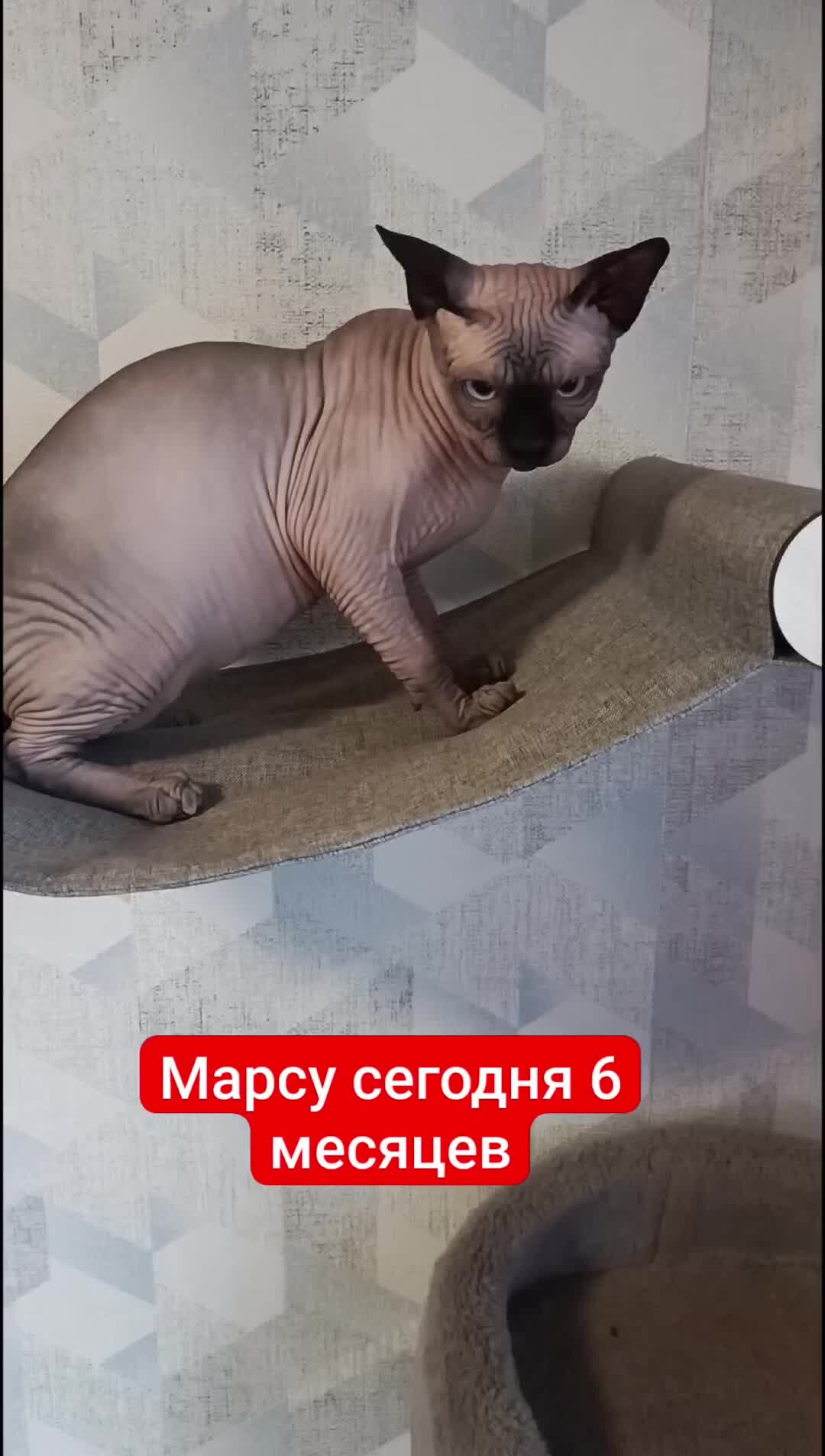 Кошкин Дом, смешные коты😺😺😺 | С днём рождения Марс,6 месяцев  #животныевдоме#сфинксы#смешныекоты#орик | Дзен