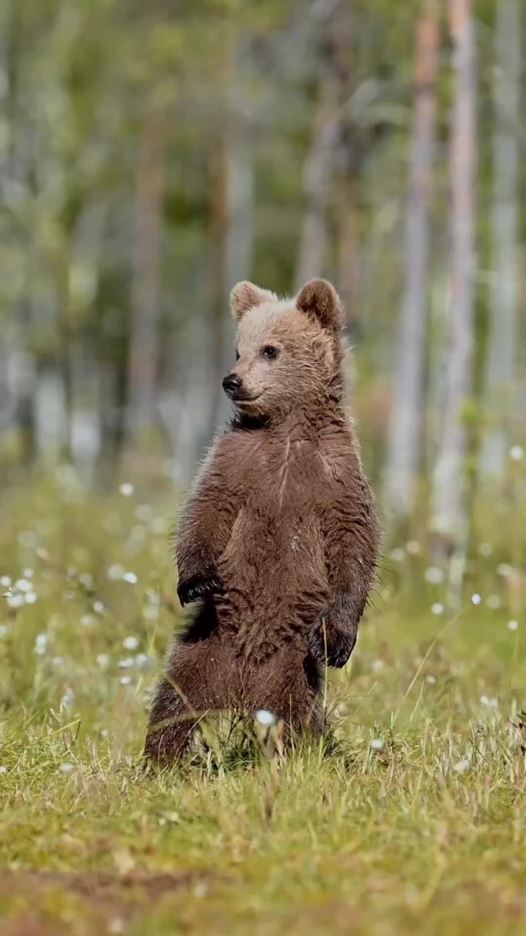 Бурый медвежонок