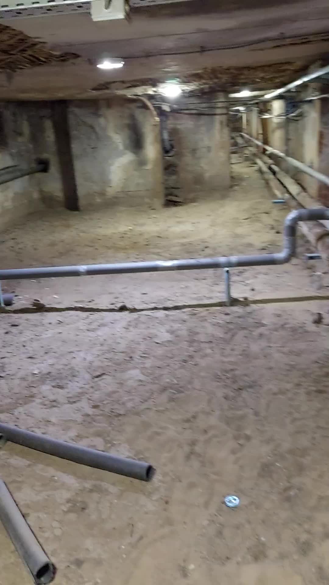 ушел кот гулять. потерялась кошка. уходящий кот. ушел кот гулять. харизма прикольные картинки.