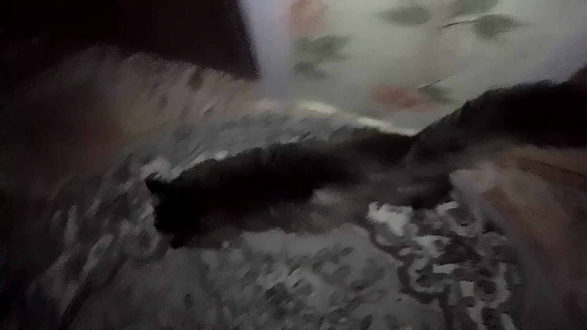 Коты ночью видео. Кошка из темноты. Кот мрак. Коты в ночном городе. Ночная кошка.