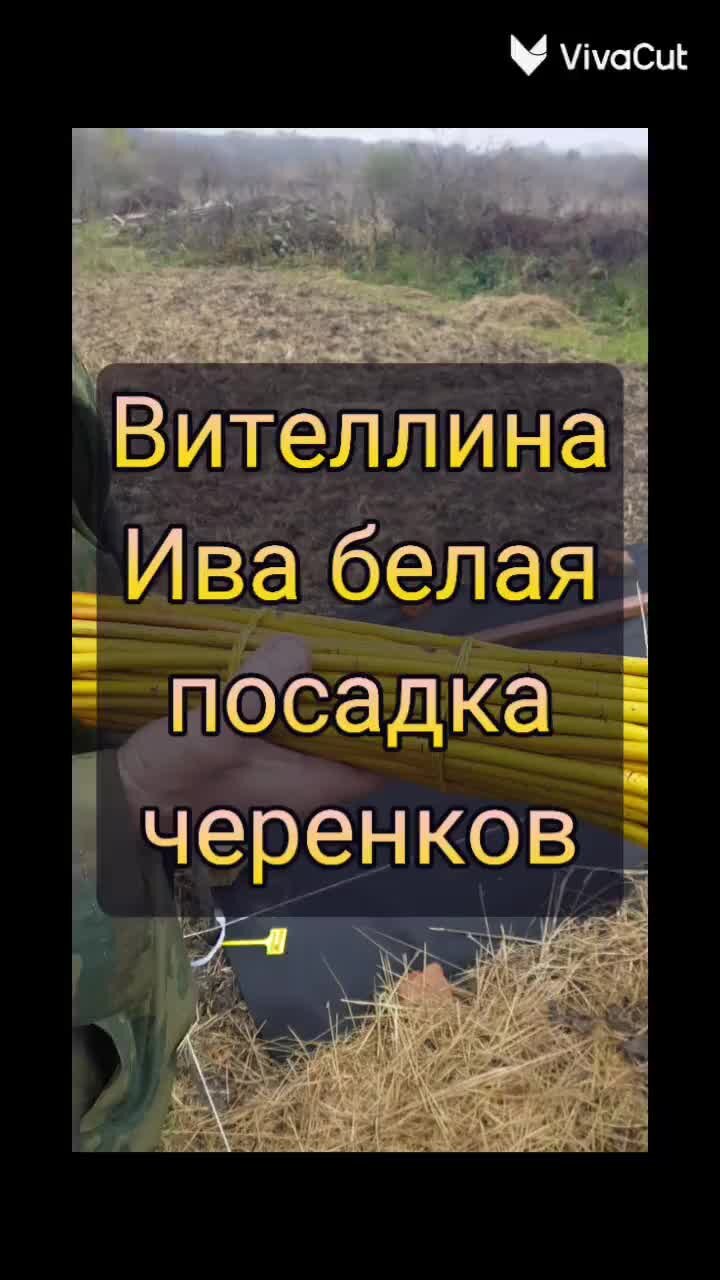 Ива на Юге Рф | Мы заказали черенки Ивы сорт Вителлина в питомнике Тверская  ива осенью 2022г. Посадили их. В видео ива показана сейчас – через 1год.  Наша ошибка по выбору агроволокна. | Дзен