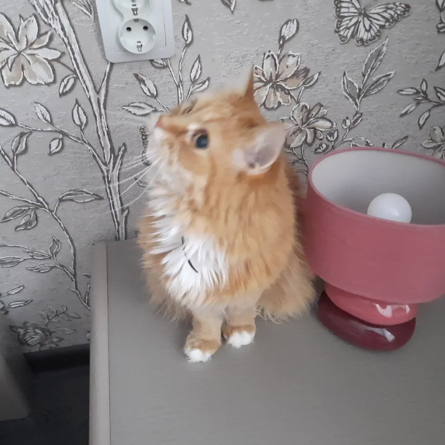 Хорошенькая мордашка. Спящий пушистый кот. Спящий кот. Коты вялые. Вялая кошка.