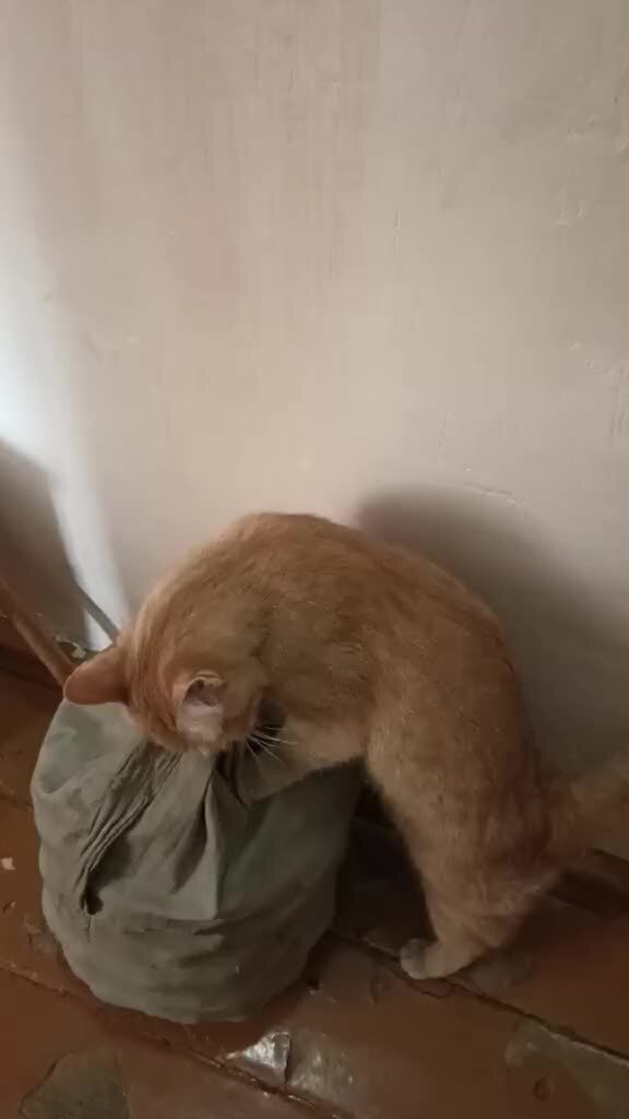 Котокафе первоуральск. Котокафе в токио. Когачье кофе ульчновск. Теплые коты кафе. Тёплый кот ульяновск кафе.