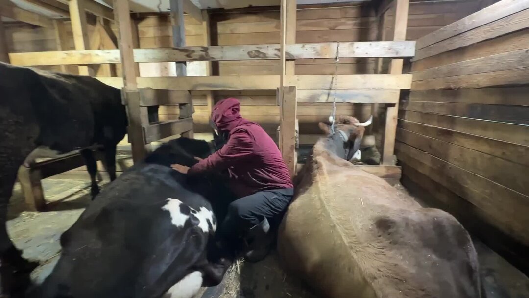 Бабушка с коровой. Корова в деревне у бабушки. Коровы в деревне. Бабушка с коровой. Корова в деревне у бабушки.