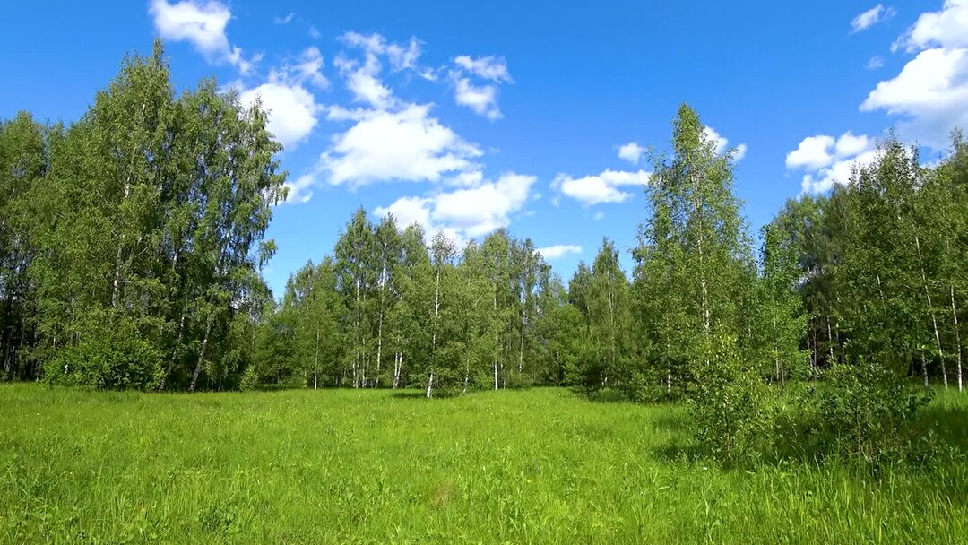 Опушка на краю леса. Определить опушку леса. Опушка леса. Определить опушку леса. Лесная поляна сосновый бор.