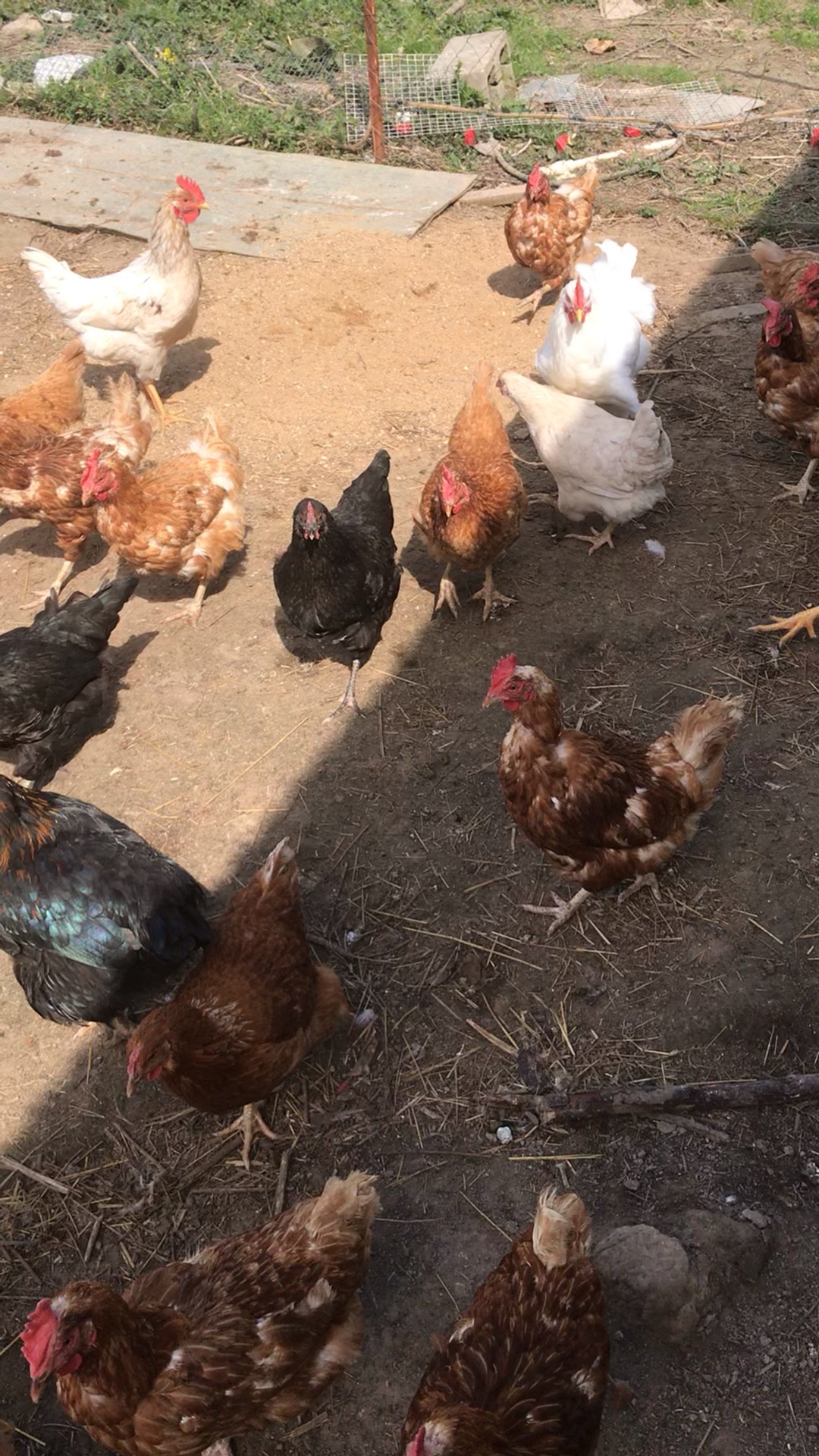 крепковит для кур 900г. ракушка молотая для птицы. премикс рябушка (эконом), 500 гр. минеральный премикс для кур несушек. минеральные корма для кур.