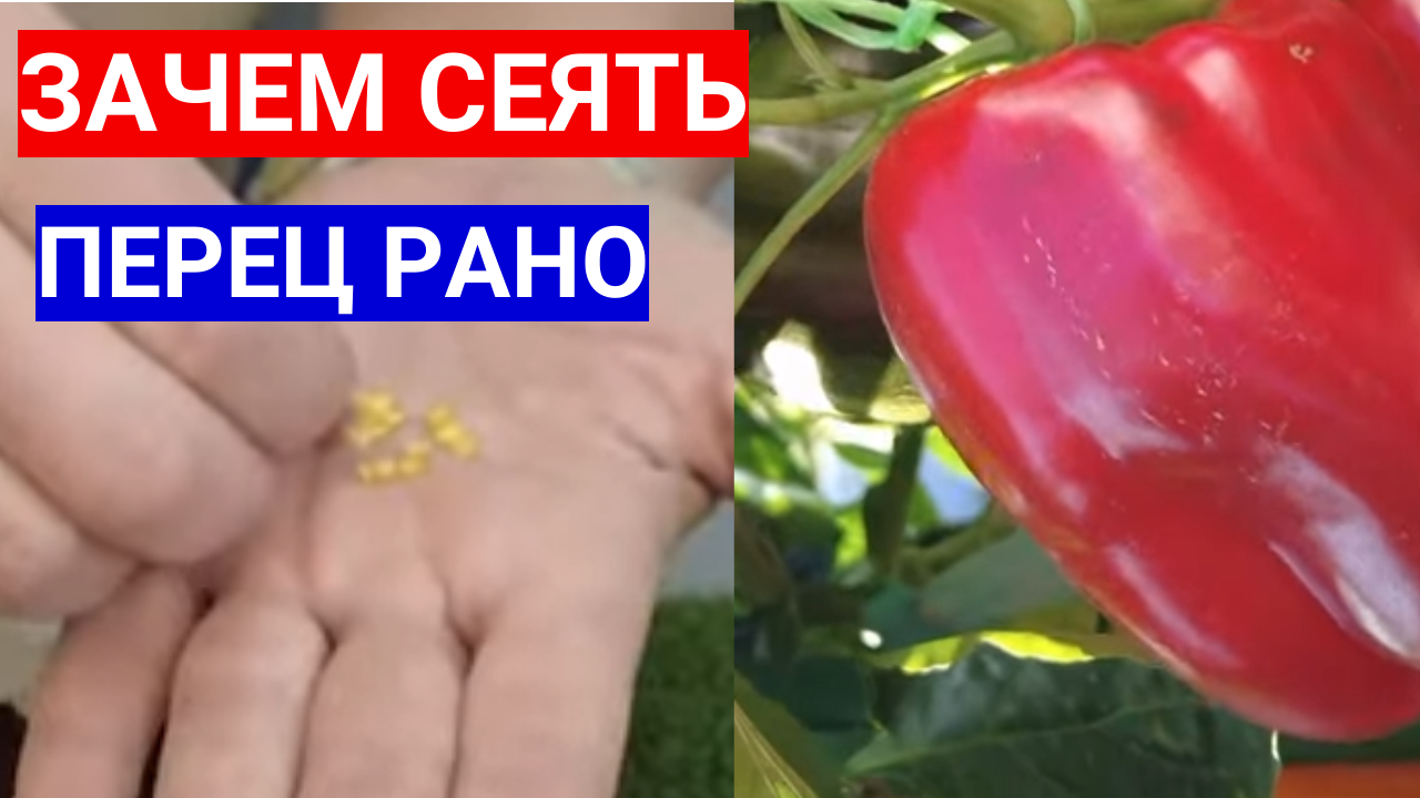 посевной календарь на февраль 2023 года. лунный календарь посадок на 2023. благоприятные дни посадки семян перца в 2024. лунный посевной календарь на 2023. благоприятные дни посадки семян перца в 2024.