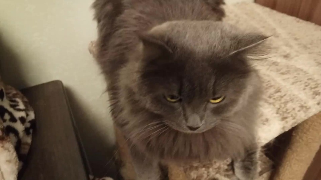 Котенок котэ дзен. Кошка медитирует. Кот познавший дзен. Кот дзен. Кошка широнеко.