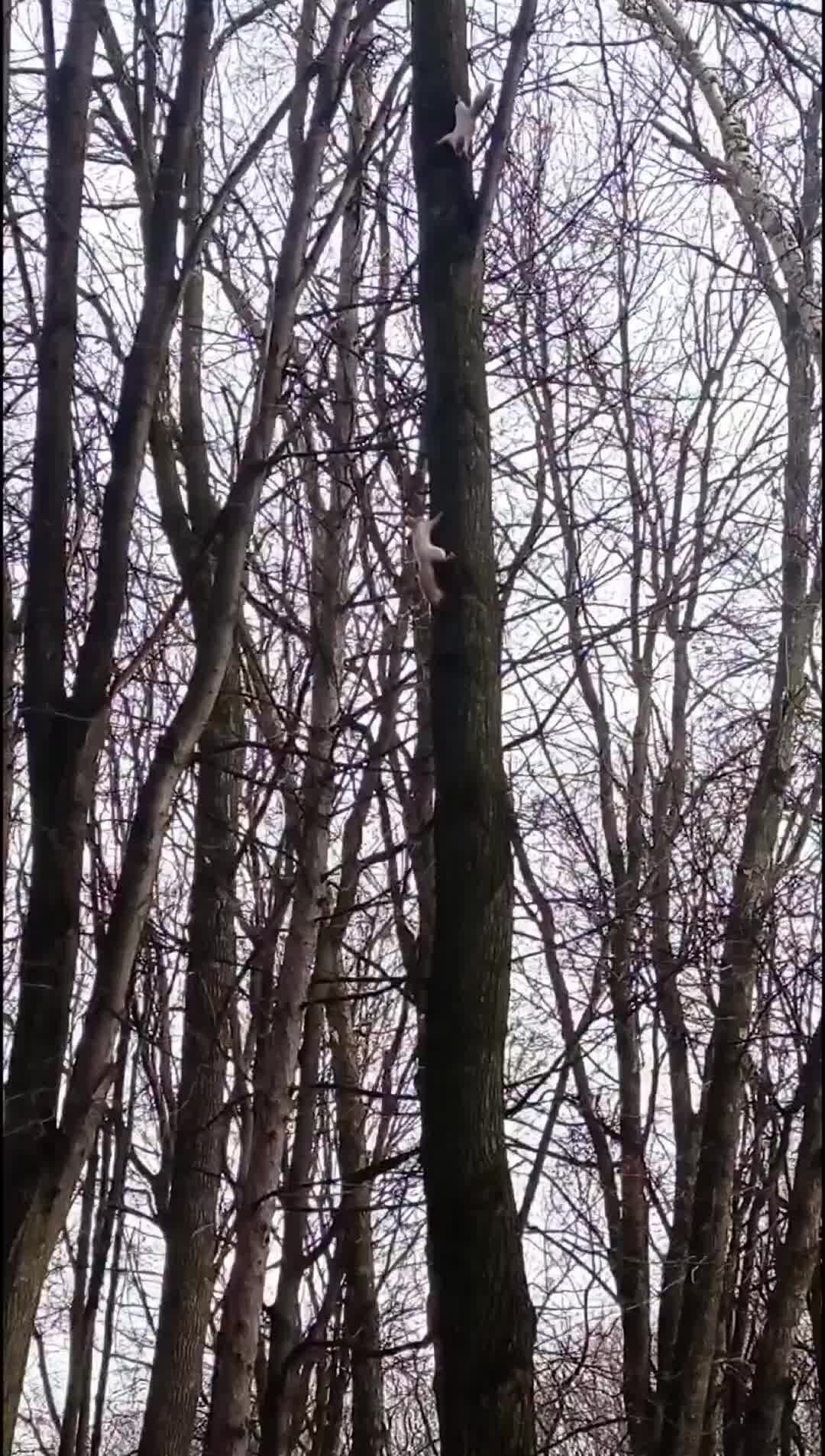 🐿Белки играют в горелки🐿Беличьи салочки🐿